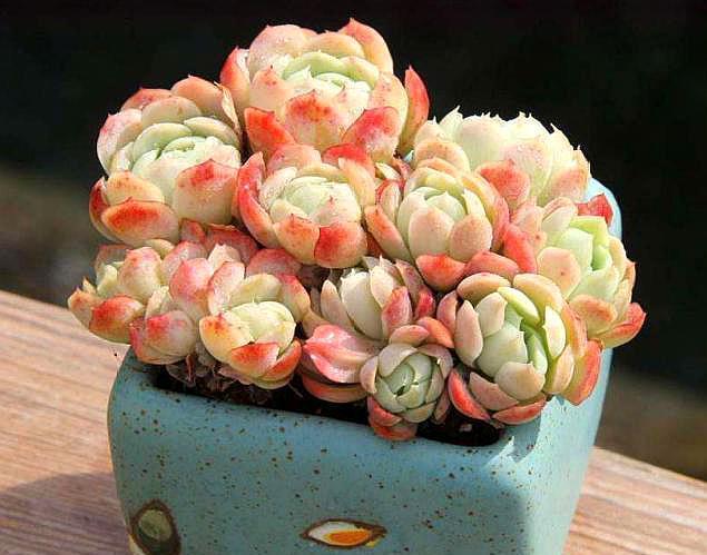 夏季养多肉,几个“小窍门”,不黑腐,不化水,养出“高颜值”