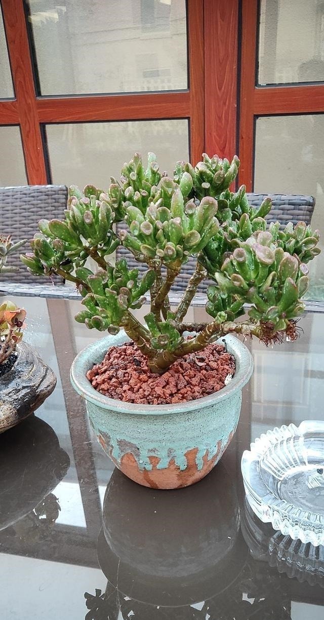 养护|家里养盆“吸财树”,好运财运都吸来,养得越久福气越深!