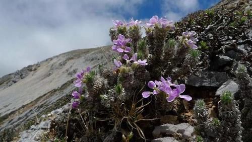 冰雪|高山流石滩，这里的花比任何地方都美丽