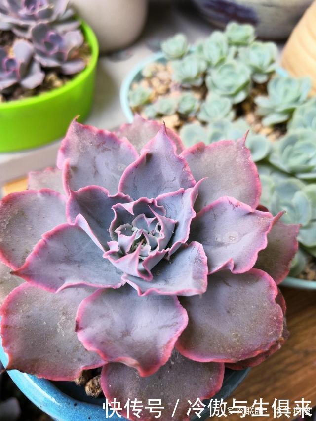 春天的包菜多肉有多美，梅雨季就有多像菜