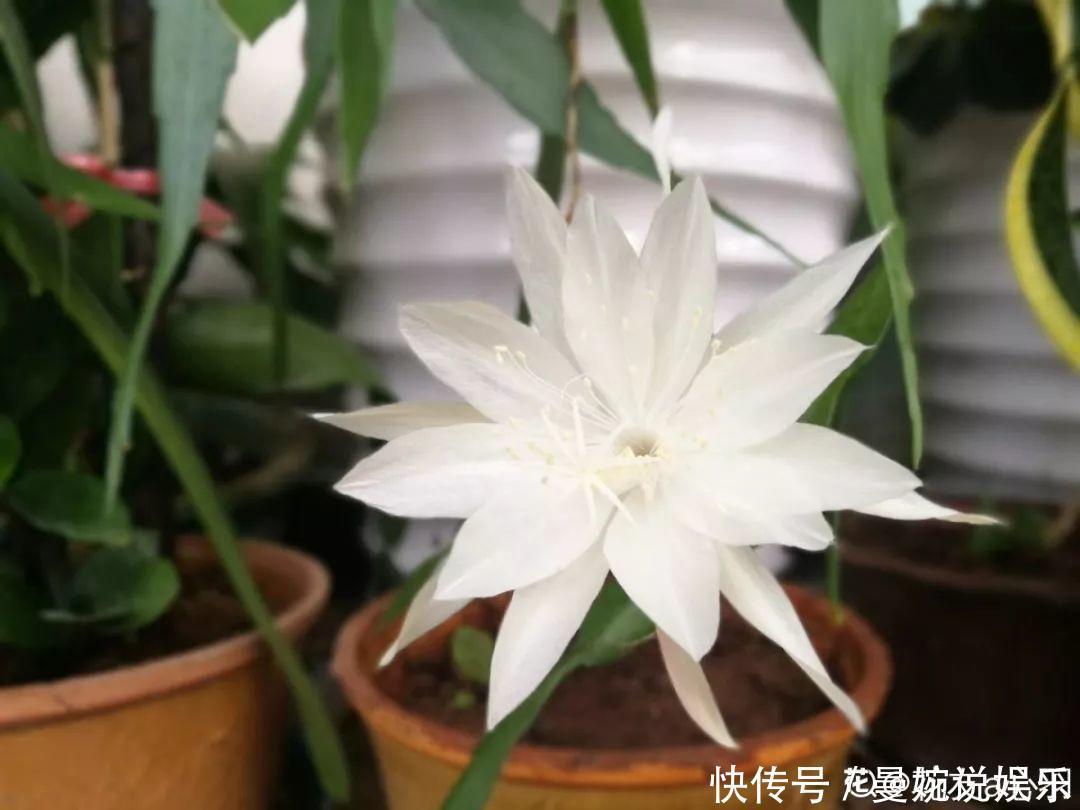 这花真稀罕,刚开花就被掐光了,花钱未必买得到!