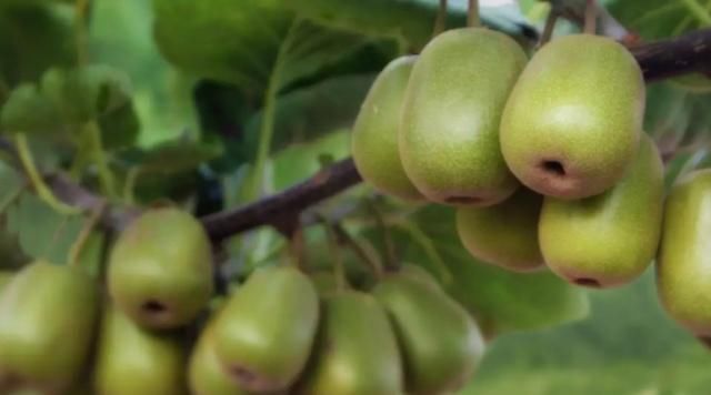 猕猴桃|猕猴桃营养丰富，但是这几种人最好不要吃，快看看吧！