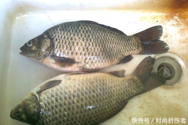  钓鱼|鲫鲤通杀鱼饵配方公开，钓鱼用它旁边钓位鱼都不开口