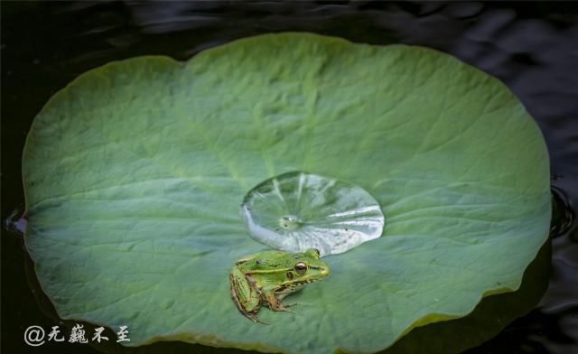 老年|青白江的夏雨荷——夏至错失日环食，怡湖园中观芙蕖