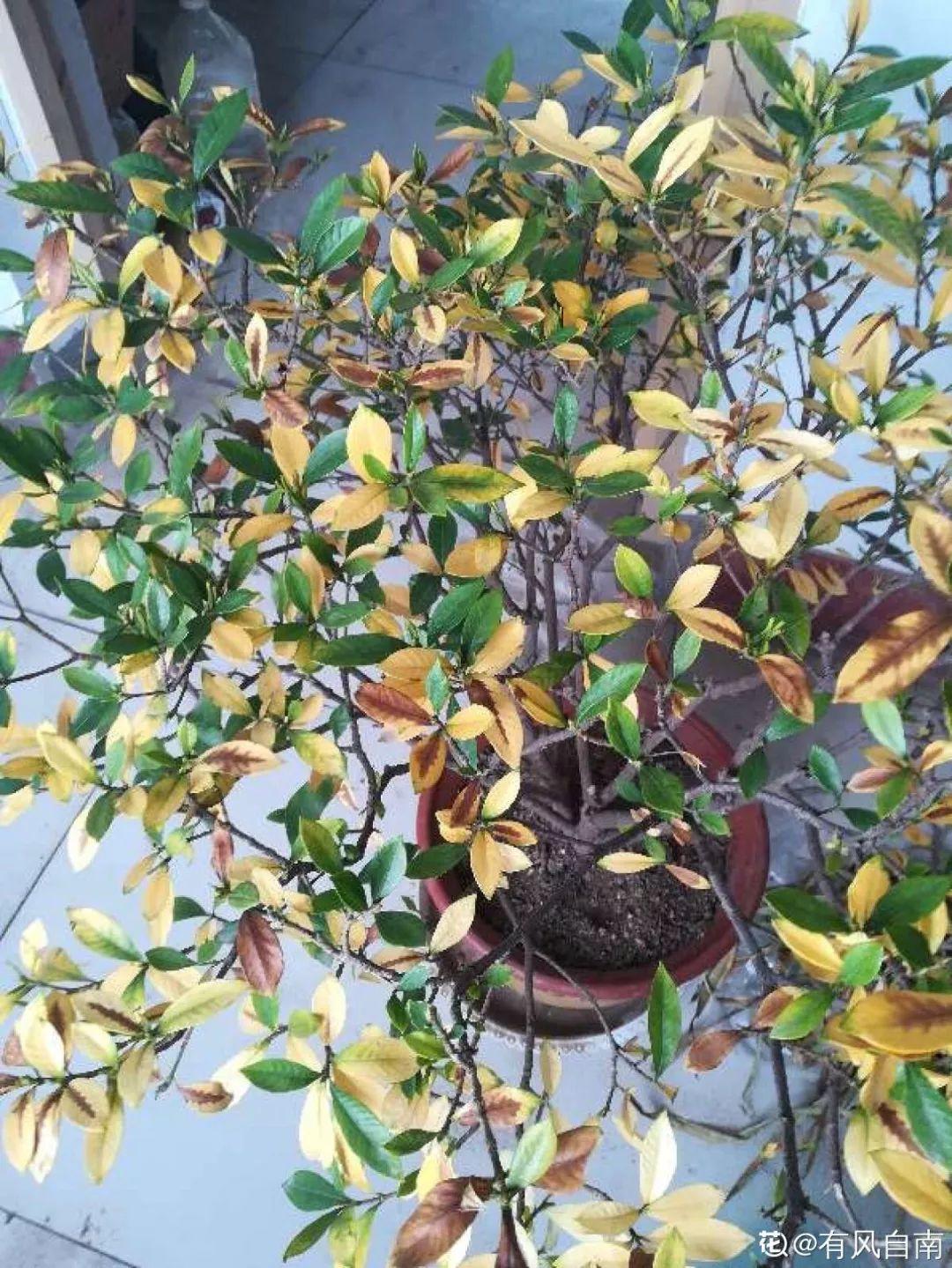 盆土硬成大疙瘩,浇点松土剂,立马软得像发糕!