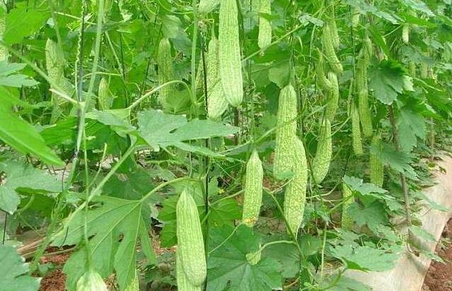 明目|苦瓜祛暑涤热,明目解毒,但苦瓜中一物通常被扔掉,其实是好东西