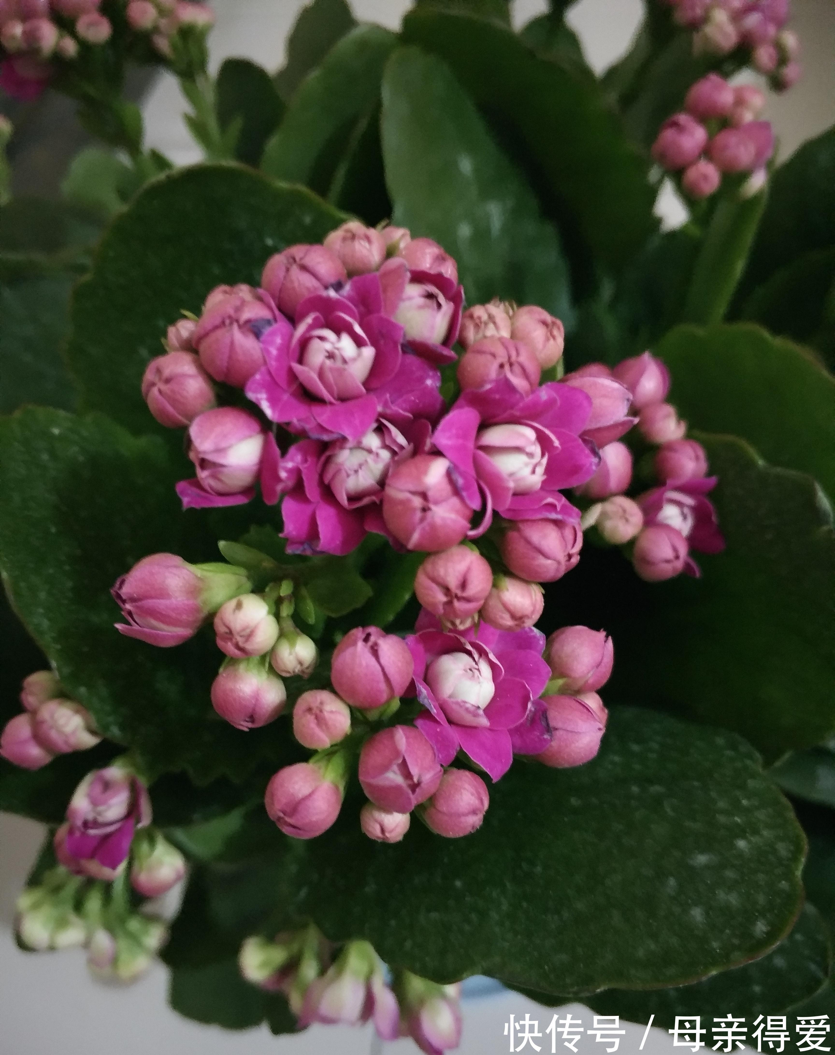 长寿花买回来不会养,花苞枯萎黄叶多,换换方法,花开靓丽赏花久