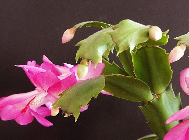 蟹爪兰不会嫁接怎么办只需简单3步做嫁接,容易存活花更多