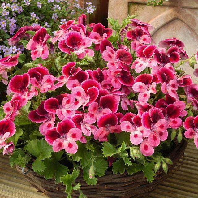 阳台养此2种花,开花量比“月季”还大,枝枝满花,耐旱又好养