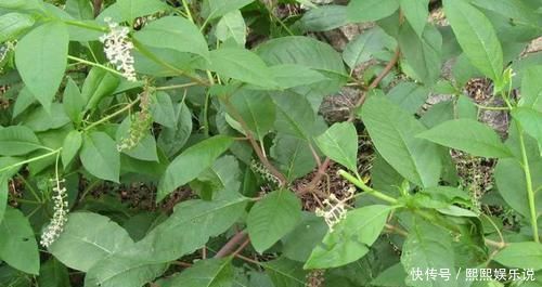 上品|此野菜人稱“見腫消”,嫩芽是野菜中的“上品”,農(nóng)民卻拿來煮面