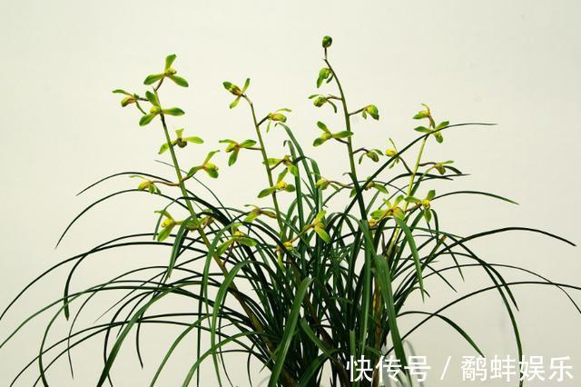 家中养护兰花,使用简单的“肥液”,新芽蓬发,轻松开花