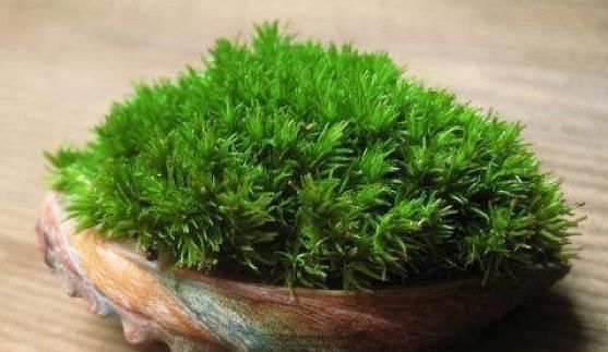 苔藓|路边常见的“它”，挖一块铺花盆里，不花一分钱，15天后收获惊喜