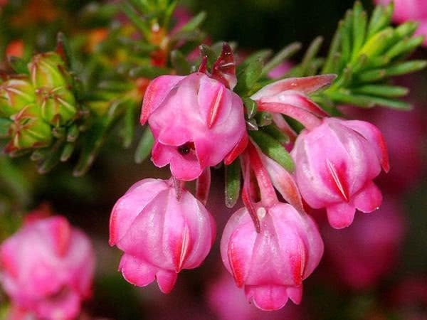 1盆开500朵,这花量大压断枝,一年能开5个月,南北都适合种