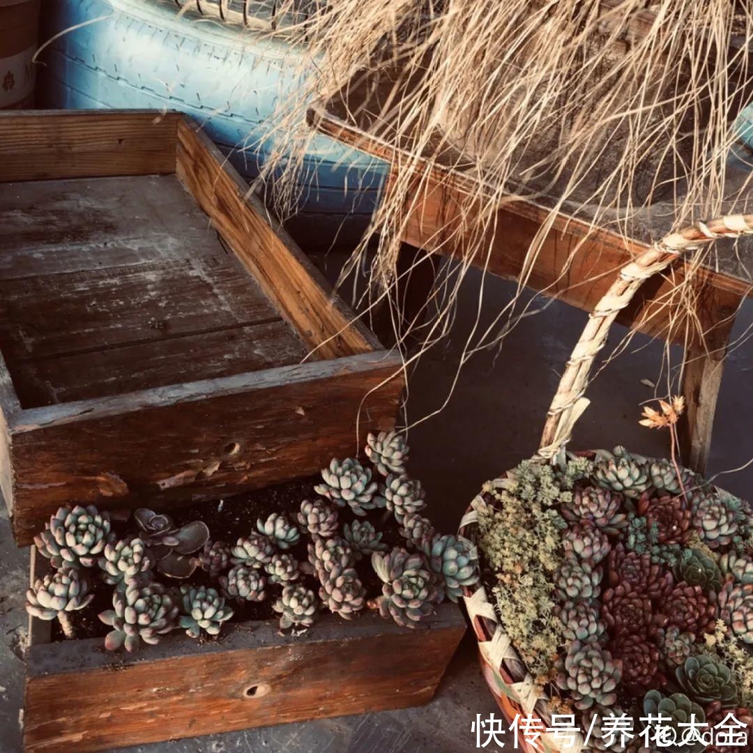 过完年，垃圾桶周围多了不少花，又要开始捡破烂儿了