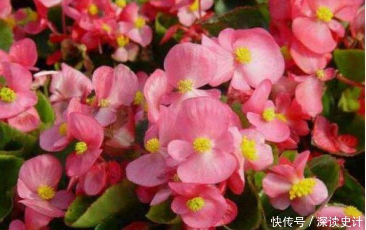 冬天已到,几款花卉养在家里,养护简单又漂亮