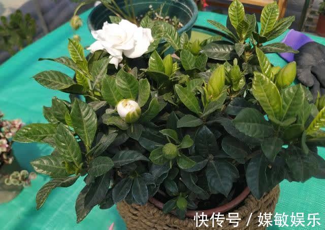 4种“陷阱”花,不适合新手,花店遇到要避开,别白花买花钱