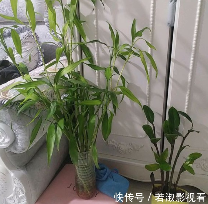 和富贵竹一样好养的观音竹,更值得养,打理简单,寓意好