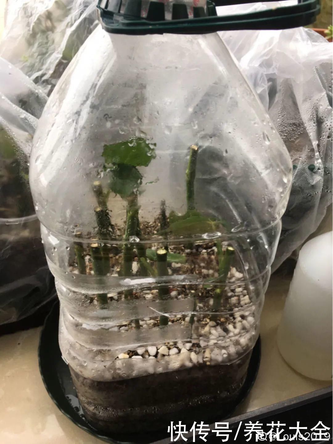 旧筷子、老干妈瓶别扔，拿来养花效果好，省下一笔养花钱