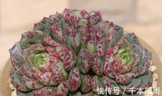 乌木|适合新手养护的4款经典多肉,便宜好养易上色,花友几乎都养过