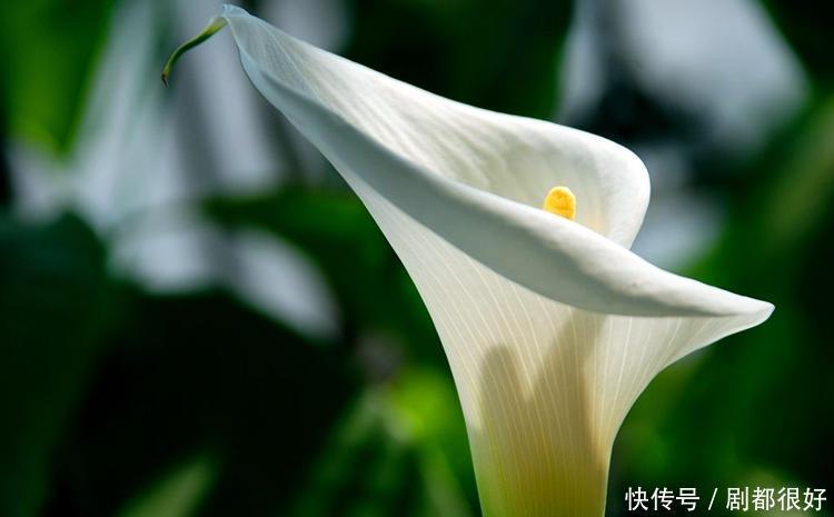  温度|马蹄莲开花神似马蹄，将温度、光照这几点做好，开花有精神