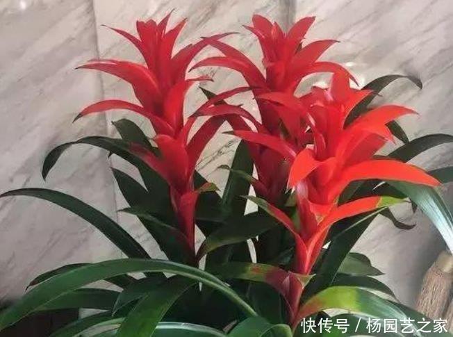 叶杯|4种花养家里，旺运又招财，财源滚滚，养在阳台极美了