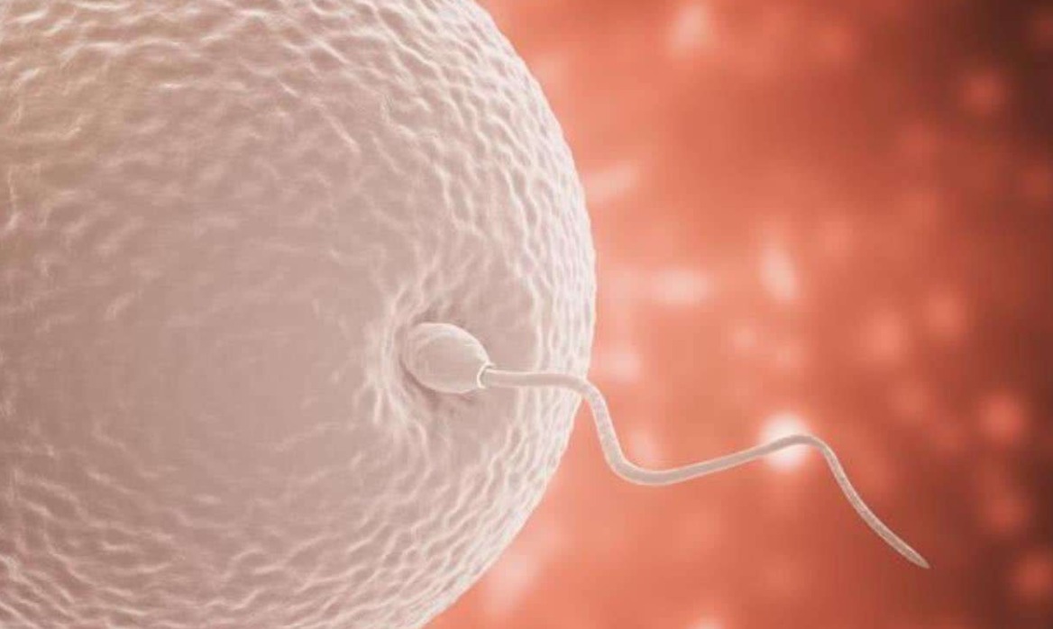 y染色体|?生男生女看谁,梦鲤鱼生女孩,梦蛇生男孩,有科学依据吗?