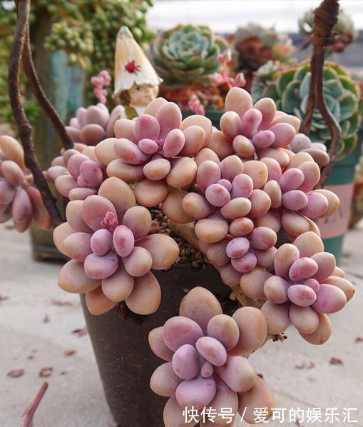 多肉嘴最挑,要喝茶叶水,对吗