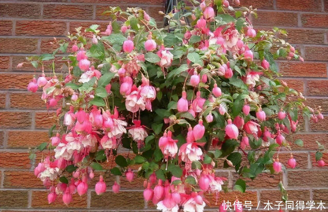 公认难养的4种花,之所以养不好,是因为你触碰了它们的“弱点”