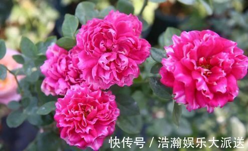 凤仙花|喜欢月季，不如试试“精品玫瑰”紫雾凝霜，群芳争艳，妩媚动人！