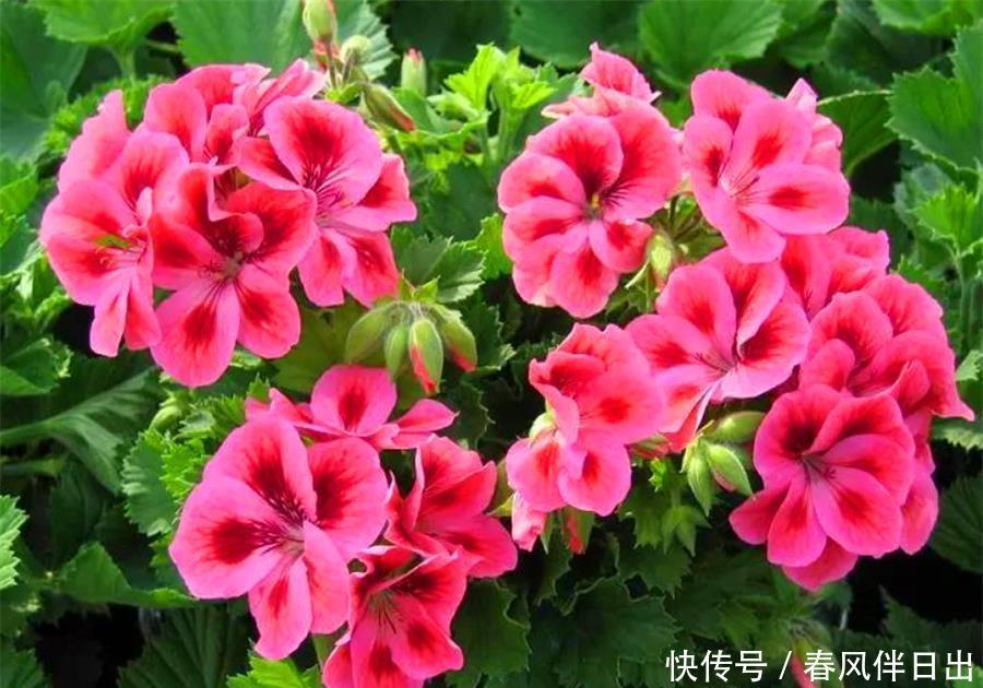 降温|天竺葵怕热度夏难?现在做好5件事,不黑腐根系壮,下波开爆盆