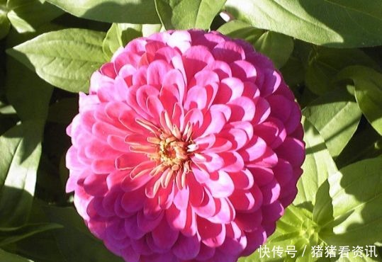 “稀有玫瑰”糖果雪山,似糖果般甜蜜,清香袭人,堪称养花必备