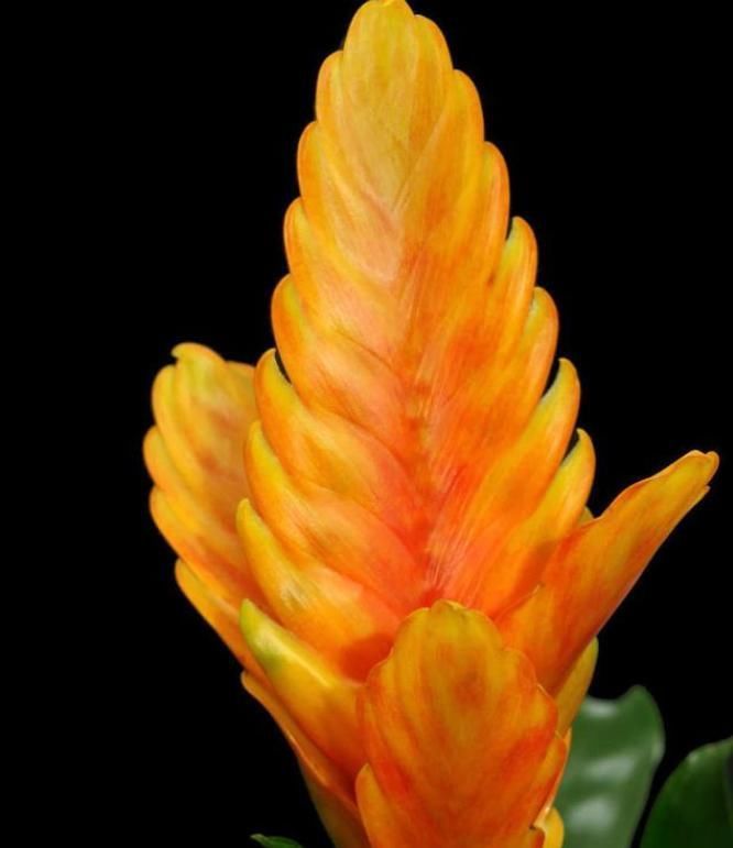 待机时间超长的3种花,一朵开100天以上,家里养一盆很喜庆