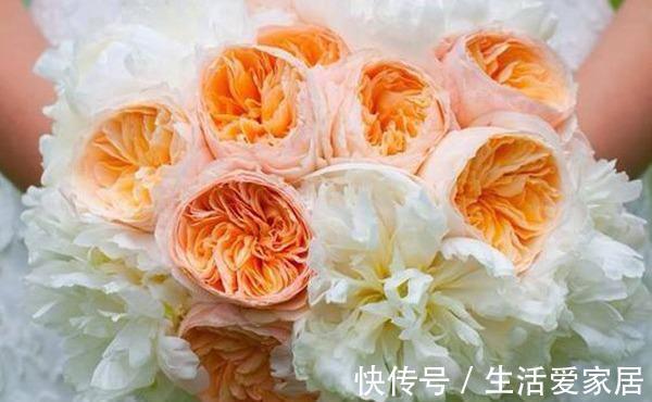 花型|10款切花月季品种推荐,送给爱你的人和你爱的人,快收藏