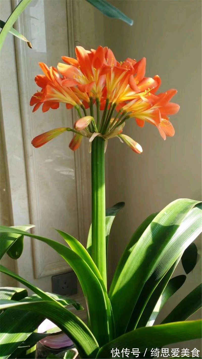 客厅想养“健康花”,建议从这12种里面选,不仅养人,还大气吉祥