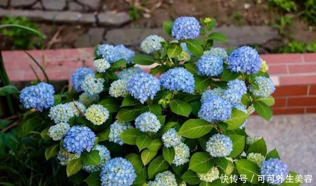 这些植物一定要勤浇水,不然分分钟“渴死”!