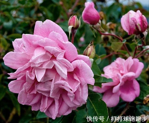 25个拥有中国血统的波旁月季。花朵超大个个丰花,还能爬藤做花墙