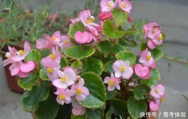 家里养2种花,可以常年开花,美观又漂亮!