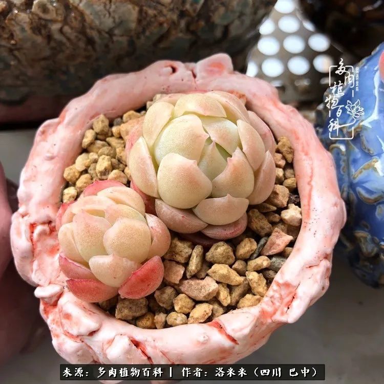 时间是多肉最好的滤镜!附个人养护经验!