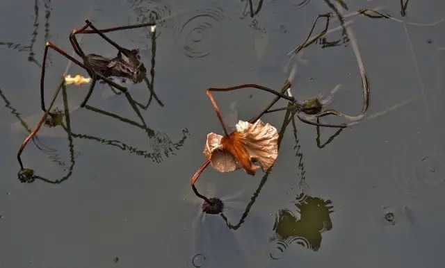 宋词!南宋词人蒋捷的一首词,写尽了一生的委屈,成为宋词里的压卷之作