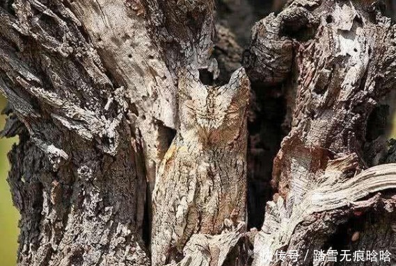 猫头鹰|国外最火老年痴呆测试:树干里有一只猫头鹰,你能在10秒内找到吗