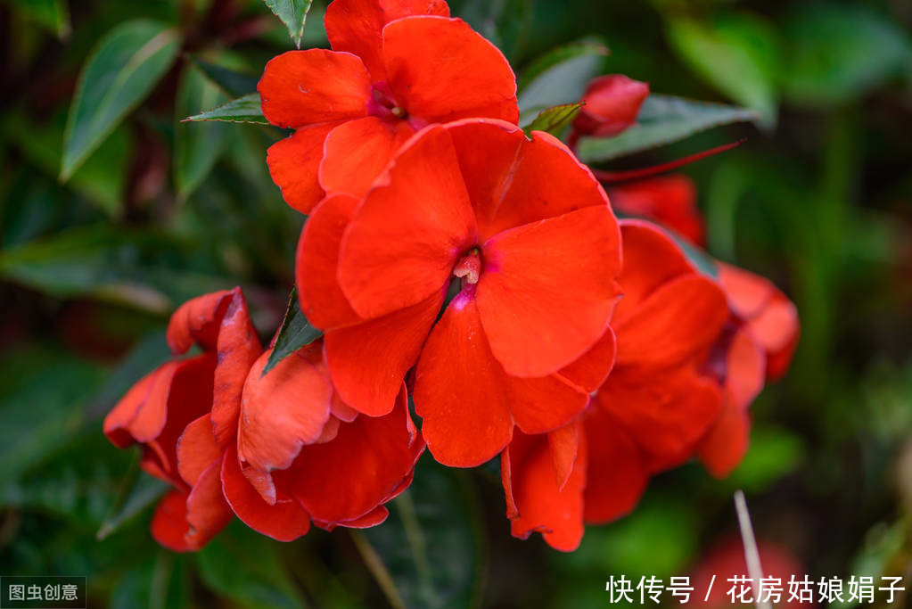 朋友的凤仙花美爆了，其实方法很简单，试着自己养一盆吧