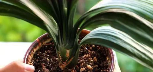 清液|君子兰长势差,都怪盆底没有养花肥,两种料加进去呼呼长新叶开花