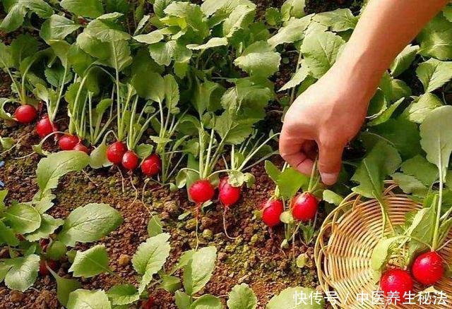 阳台种盆“小萝卜”,一口吃一个,一周种一盆,一吃300天!