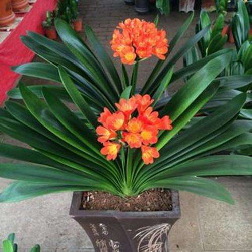 君子兰总是不开花，试试这种肥，用完促进花芽分化，抽箭快开花大