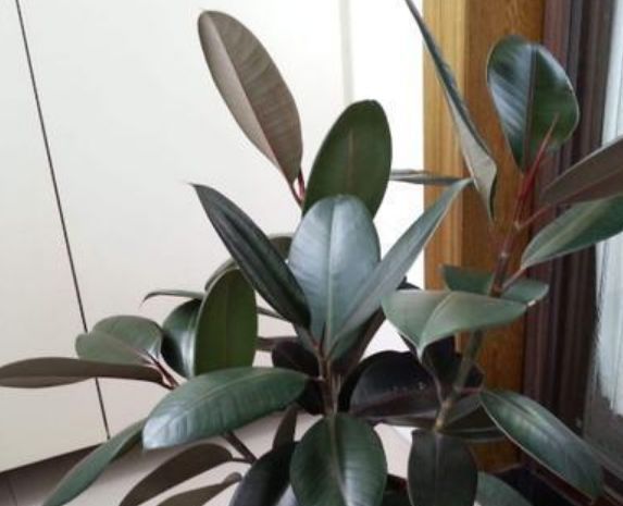 家里一定养的5种花,花开媲美玫瑰,花朵姿态万千,美