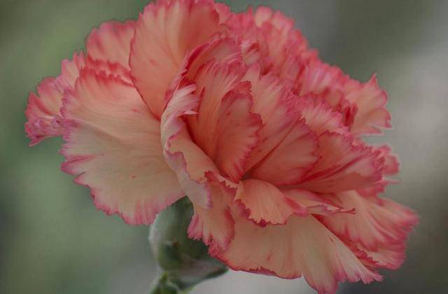 11月17日 11月26日蛇 猴 鼠三生肖霉运和小人逐渐远离 财运方面大放异彩 全网搜 11月17日 11月26日蛇 猴 鼠三生肖霉运和小人逐渐远离 财运方面大放异彩 全网搜