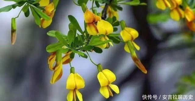 被当废柴的金雀花,埋在土里,开花如鸟雀