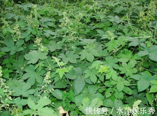 1种野草,价值珍贵,路边到处是,却少有人认识,可惜了