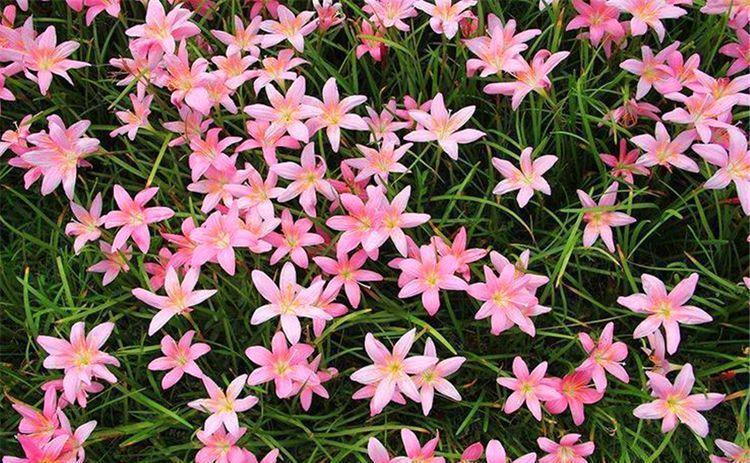 四季|1种花比绿萝好养，比月季娇艳，香味浓郁开花多，1年四季开花不断