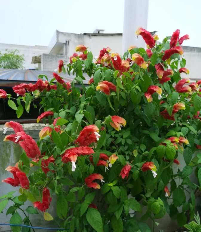 1种花长得像金鱼,耐寒好养活,种得越多越壮观